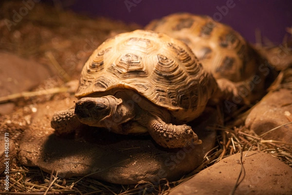 Obraz Turtle basks under the lamp