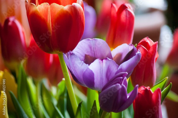 Obraz Spring bouquet of colorful tulips . A combination of bright juicy colors.