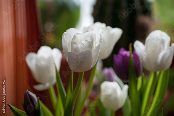 Obraz Spring bouquet of white and purple tulips close-up.