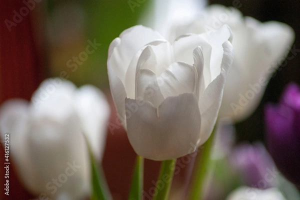 Obraz Spring bouquet of white and purple tulips. White tulips close-up.