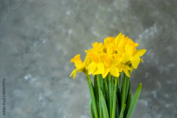 Fototapeta Yellow daffodils on grey background. Spring easter concept. Copy space. Greeting card. 