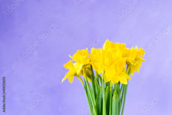Fototapeta Yellow daffodils on purple violet background. Spring easter concept. Copy space. Greeting card. 