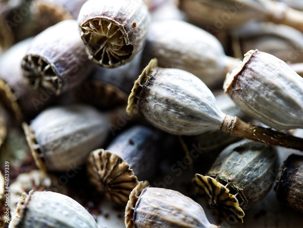 Obraz poppy seed capsules