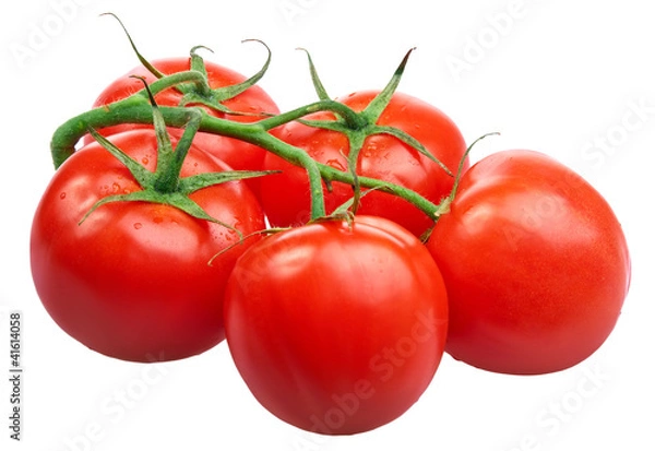 Fototapeta Closeup of tomatoes on the vine isolated on white