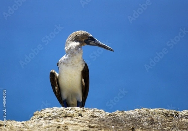 Obraz Blue-footed boobys in Poor Man's Galapagos, Ecuador – Isla de la Plata