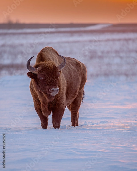 Obraz Bison bonasus