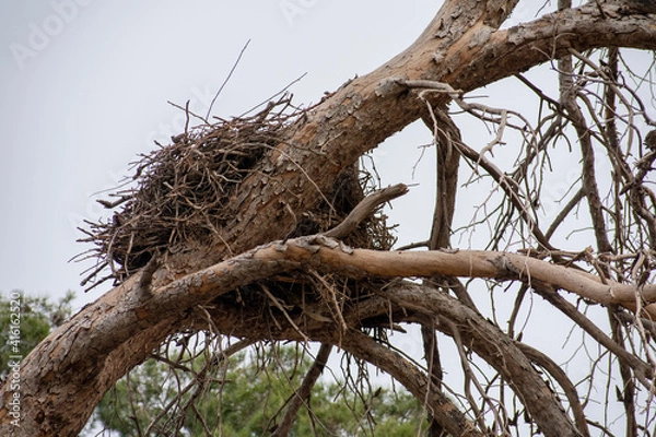 Obraz White Stork Nest on a dead pine tree