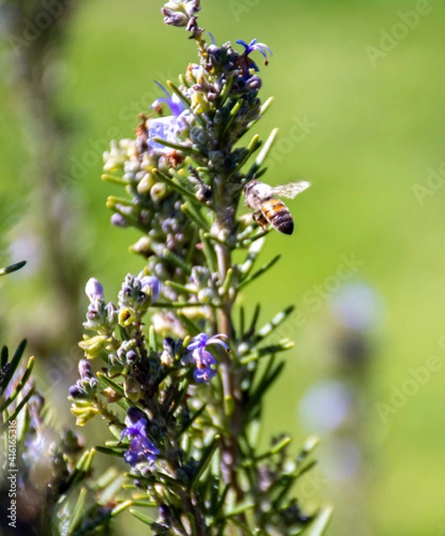 Fototapeta Bee on a flower