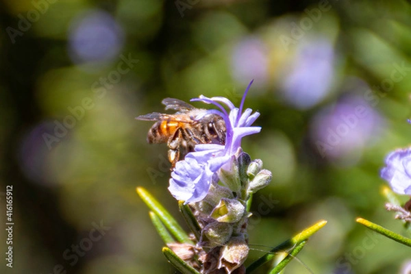 Fototapeta Bee on a flower
