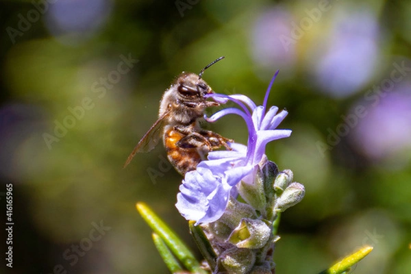 Fototapeta Bee on a flower