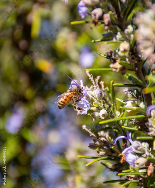 Fototapeta Bee on a flower