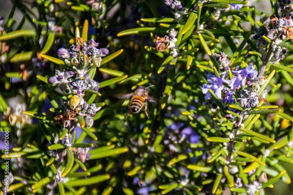 Fototapeta Bee on a flower