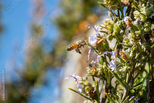 Fototapeta Bee on a flower