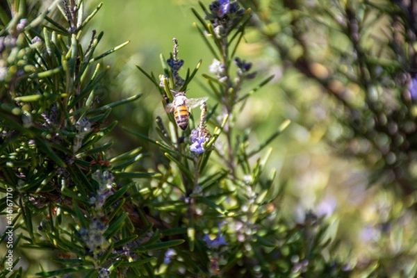 Fototapeta Bee on a flower