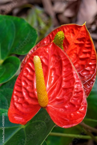 Fototapeta Anthurium