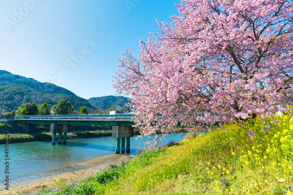 Fototapeta みなみの桜と菜の花まつり