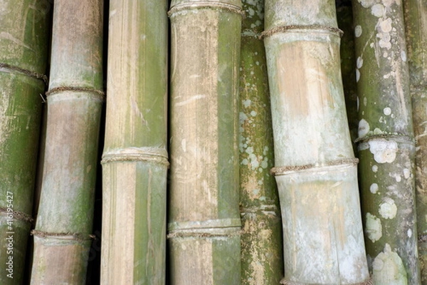 Fototapeta dry bamboo texture with a large size that is ready for the building foundation. details of the dry green bamboo skin.