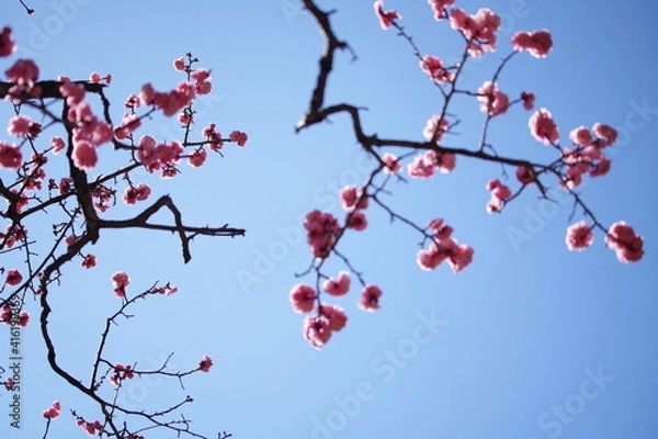 Fototapeta メジロと梅の花