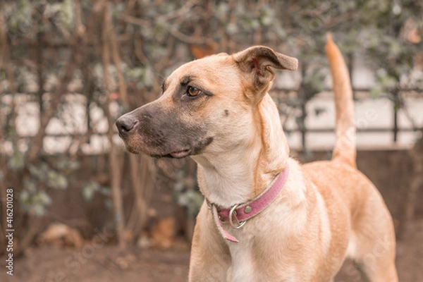 Obraz Beautiful dog looking left