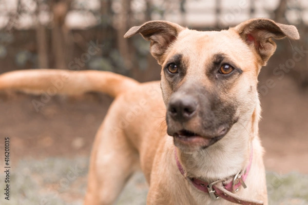 Obraz Beautiful dog looking left