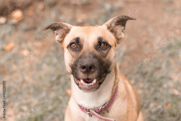 Obraz Cute dog look at camera