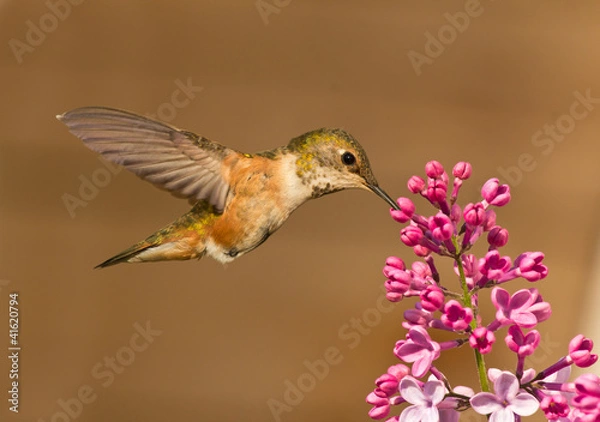 Fototapeta Hummingbird drinking nectar from flower