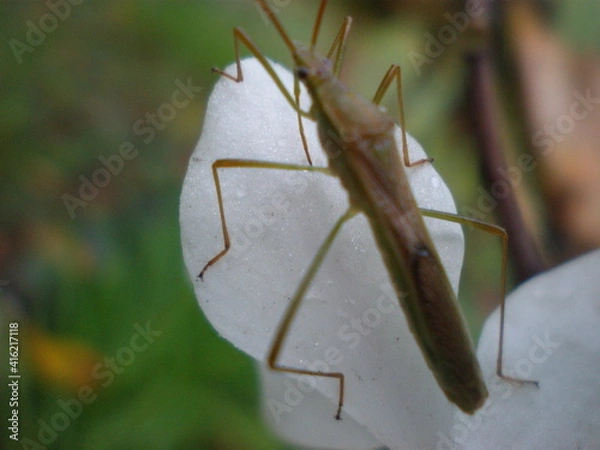 Obraz OLYMPUS DIGITAL CAMERA