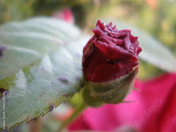 Obraz OLYMPUS DIGITAL CAMERA