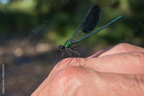 Obraz 
Devil's horse perched in my hand