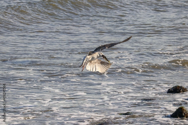 Obraz Seagull with a Fish