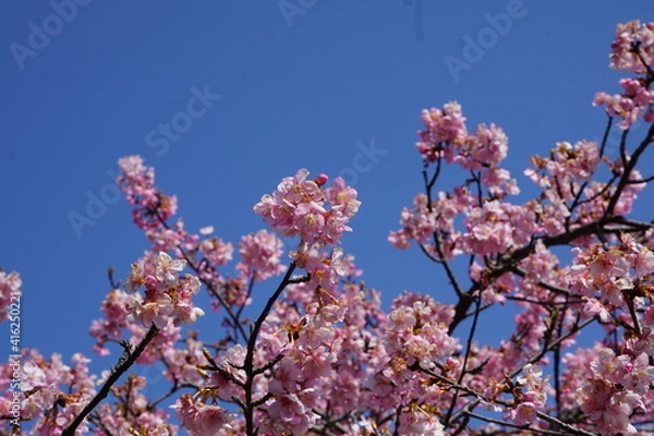 Fototapeta 河津桜と青空