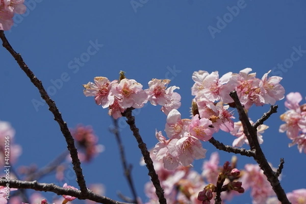 Fototapeta 河津桜と青空
