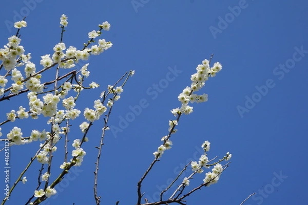 Fototapeta 青空の梅の花