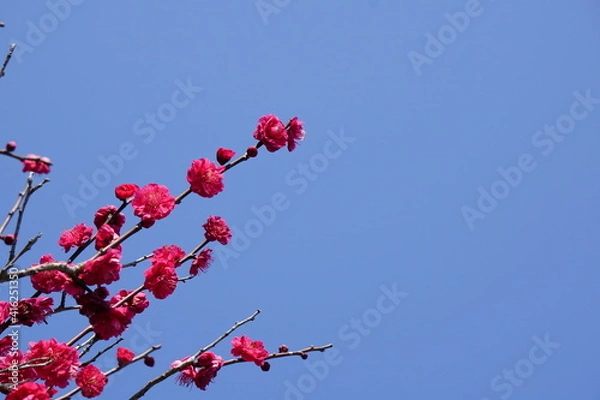 Fototapeta 青空の紅梅