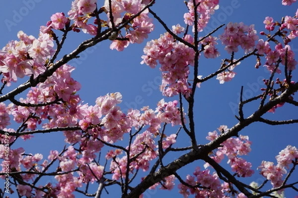 Fototapeta 河津桜