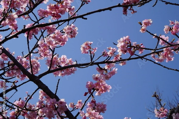 Fototapeta 河津桜