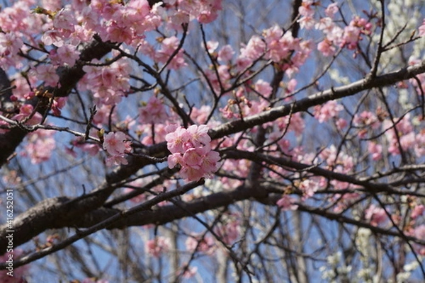 Fototapeta 河津桜