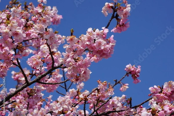 Fototapeta 河津桜