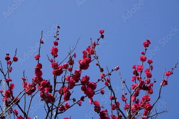 Fototapeta 青空の紅梅
