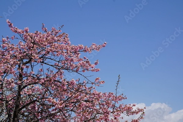 Fototapeta 青空と河津桜