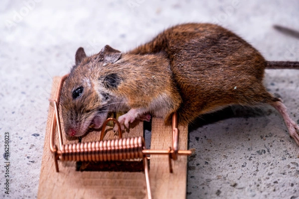 Obraz Mouse trapped in Mouse trap in the shed