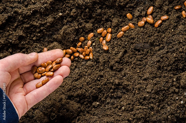 Obraz planting been seeds