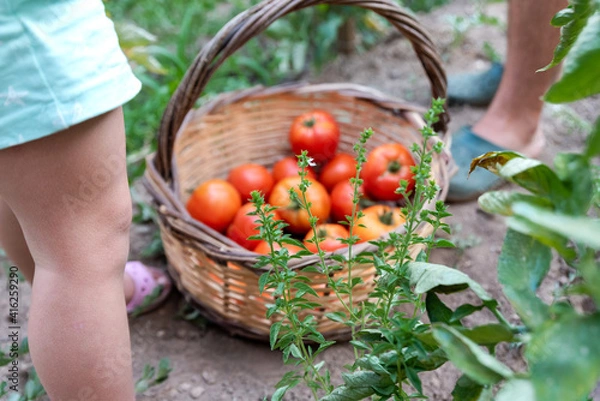 Obraz Little girl picking ripe tomatoes from vegetable garden