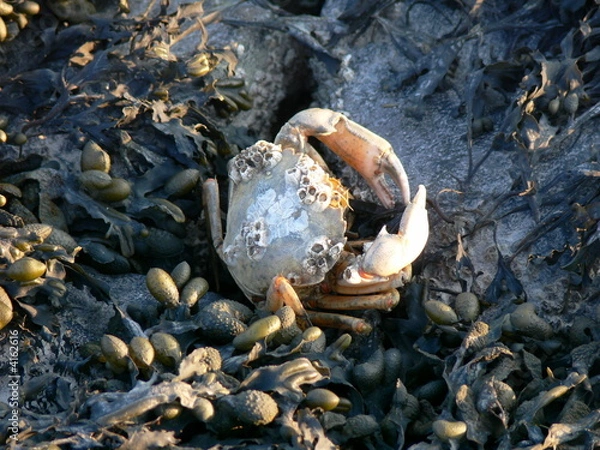 Fototapeta Krabbe