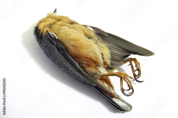 Fototapeta Shot dead bird (nuthatch) body on white background; isolated color photo.