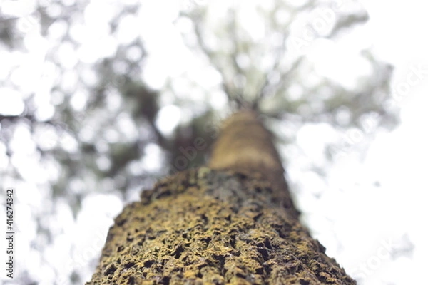 Fototapeta close up tree