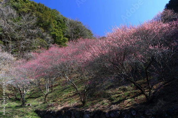 Fototapeta 才谷龍馬公園　紅梅　早春　（高知県　南国市）