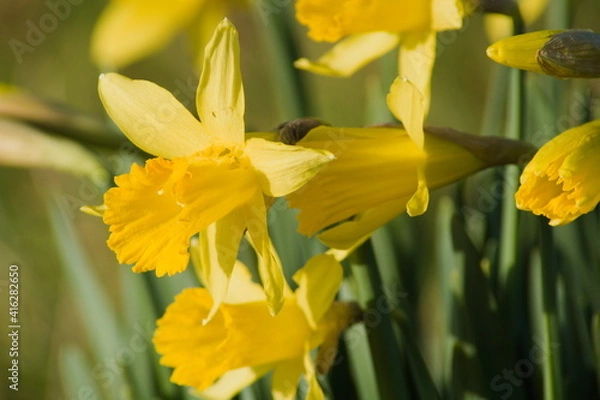 Fototapeta Yellow daffodils in bloom in a spring on a sunny day 