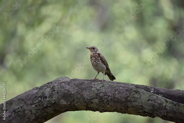 Fototapeta Blackbird