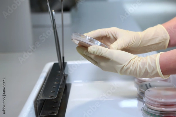 Fototapeta Containers with biological crops in the hands of a laboratory assistant. An unrecognizable person. Hand in protective gloves. A copy of the space.
